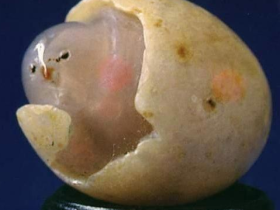 内蒙古巴彦淖尔玛瑙湖的小鸡出壳奇石价值上亿