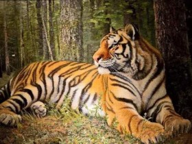 兽中君子   威严霸气——和田玉兽虎