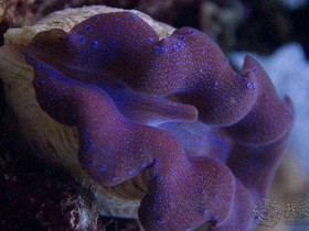 砗磲有哪些颜色,关于其颜色种类划分