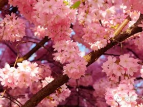 赏樱无需去上野，看紫不用去奈良