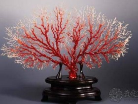 你印象中的珊瑚是怎么样的?关于价格看色的珊瑚究竟如何?