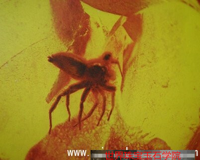 天然琥珀的形成条件有哪些?图解琥珀的形成过程