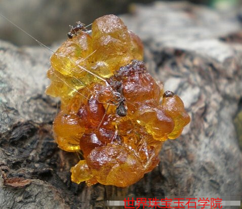 天然琥珀的形成条件有哪些?图解琥珀的形成过程