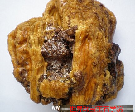 天然琥珀的形成条件有哪些?图解琥珀的形成过程