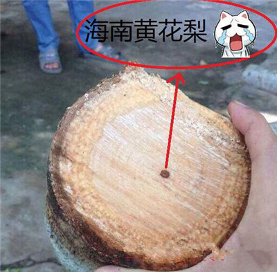 黄花黎木为何有糠格黄花黎和油格黄花黎的原因