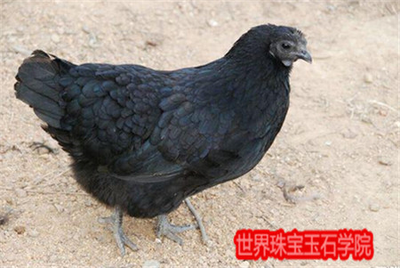 什么是翡翠的种?一眼就能学会的翡翠种水分类图解