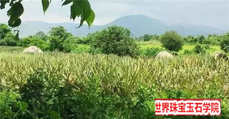 深入缅甸翡翠原石场口一路上真是步步惊心!