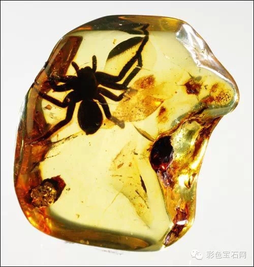 穿越时空来见你,陷入琥珀里的各种神秘远古生物