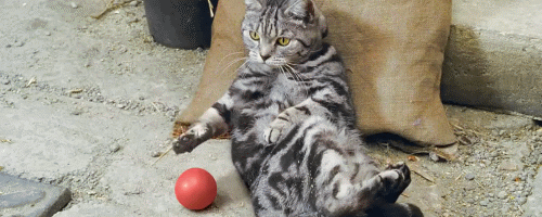 可以告诉我,“猫眼”如何选么?喵~
