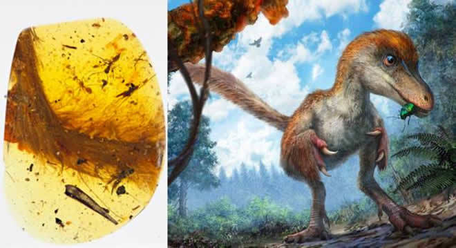 据说科学家在琥珀中发现了恐龙,这下可以相信于谦家里有长颈鹿琥珀了