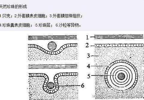 关于天然珍珠的那些事儿