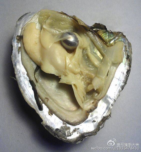 关于天然珍珠的那些事儿