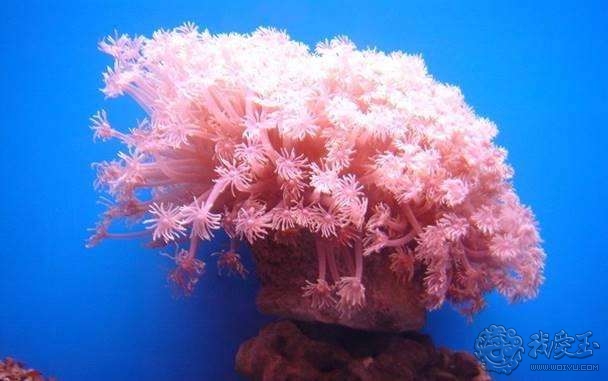 你印象中的珊瑚是怎么样的？关于价格看色的珊瑚究竟如何?