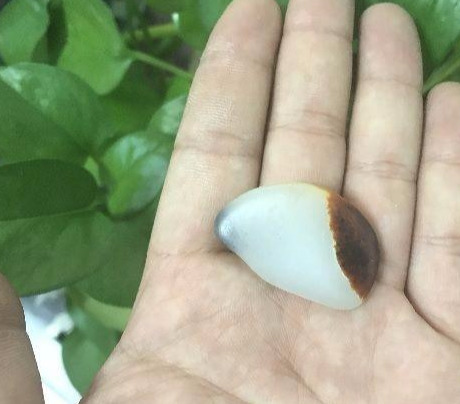 他花5块钱买来一块和田玉籽料,你看现在价值多少!