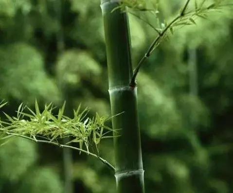 玉石批发市场里清新脱俗的竹子